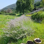 Ca Del